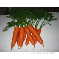 Diferentes tamaños de zanahoria lavada y pulida
